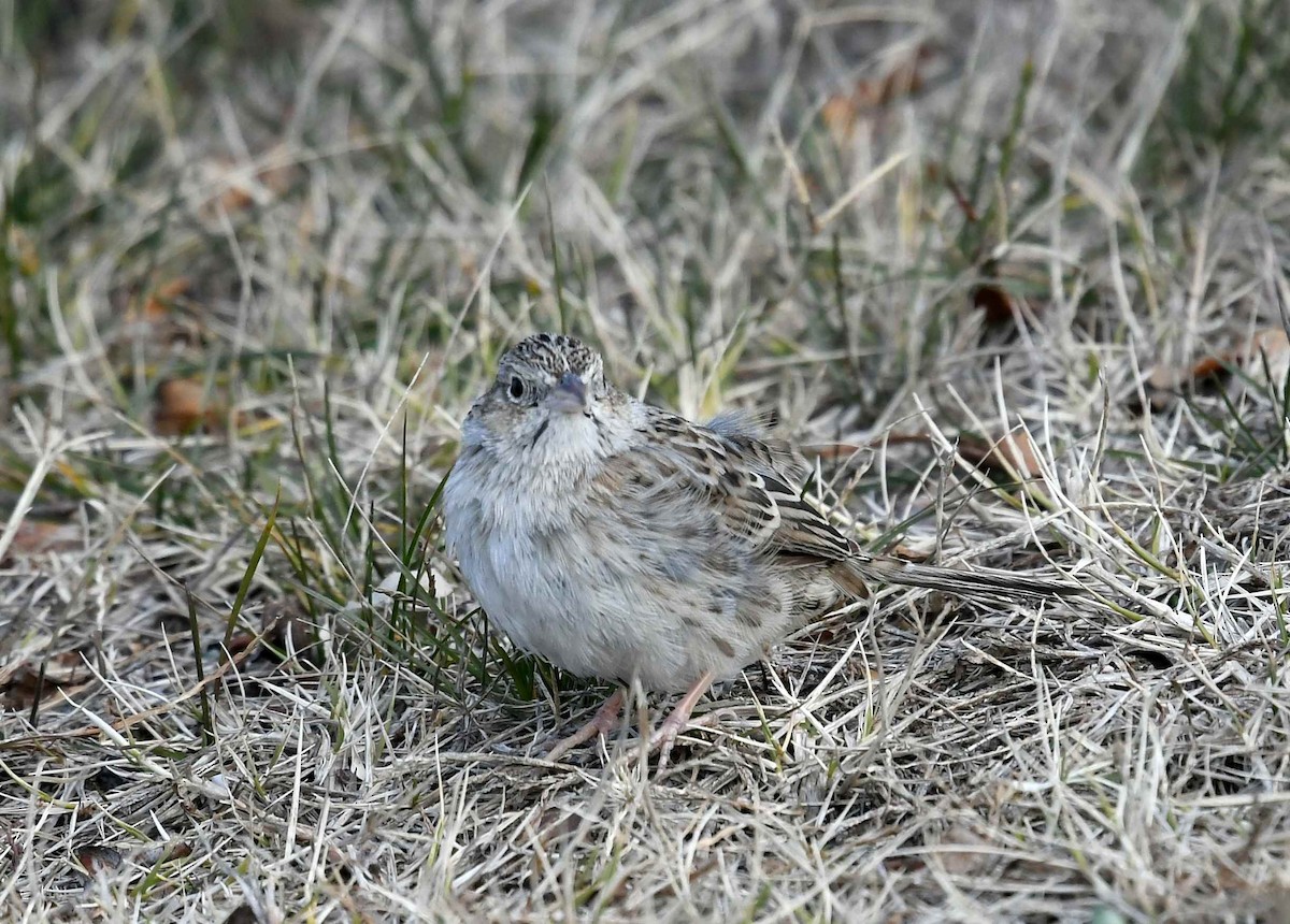 Cassin's Sparrow - ML647021338