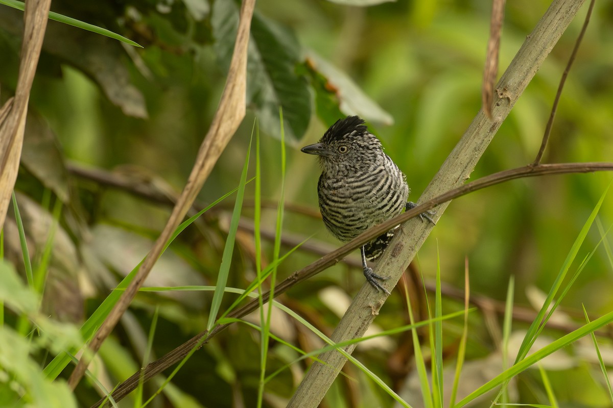 Barred Antshrike - ML647021339