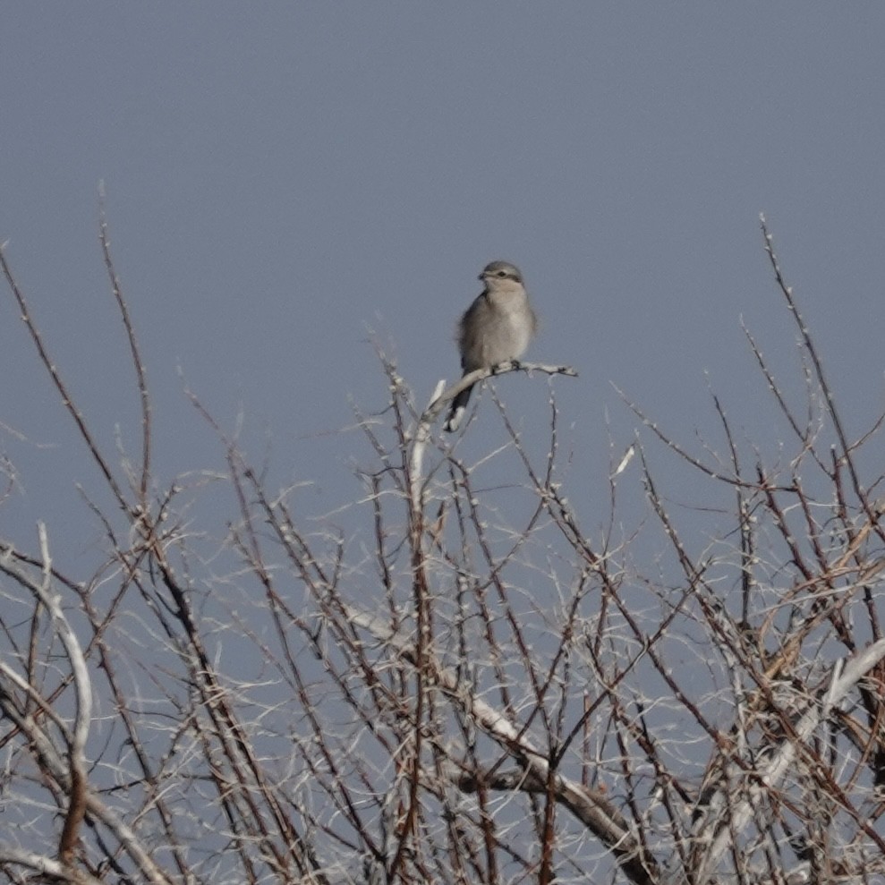Northern Shrike - ML647021341