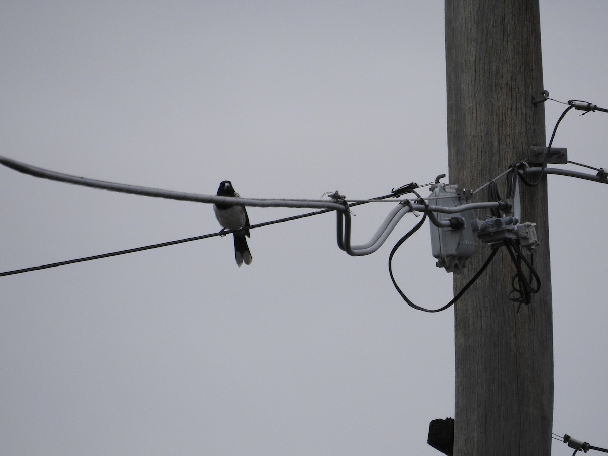Pied Butcherbird - ML647021342