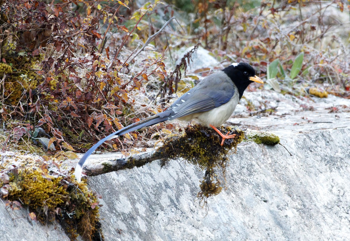Yellow-billed Blue-Magpie - ML647021344