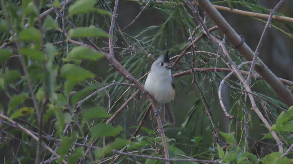 Black-crested Titmouse - ML647021346