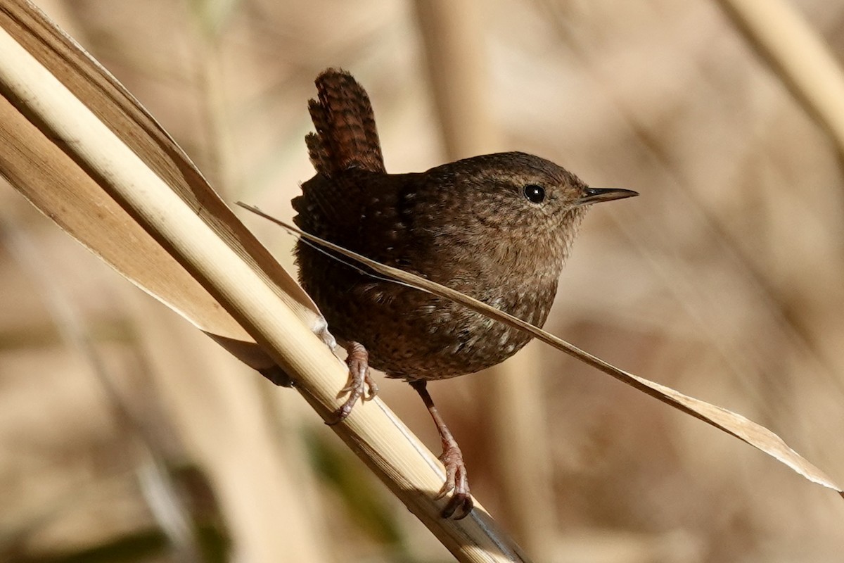 Pacific Wren - ML647021347