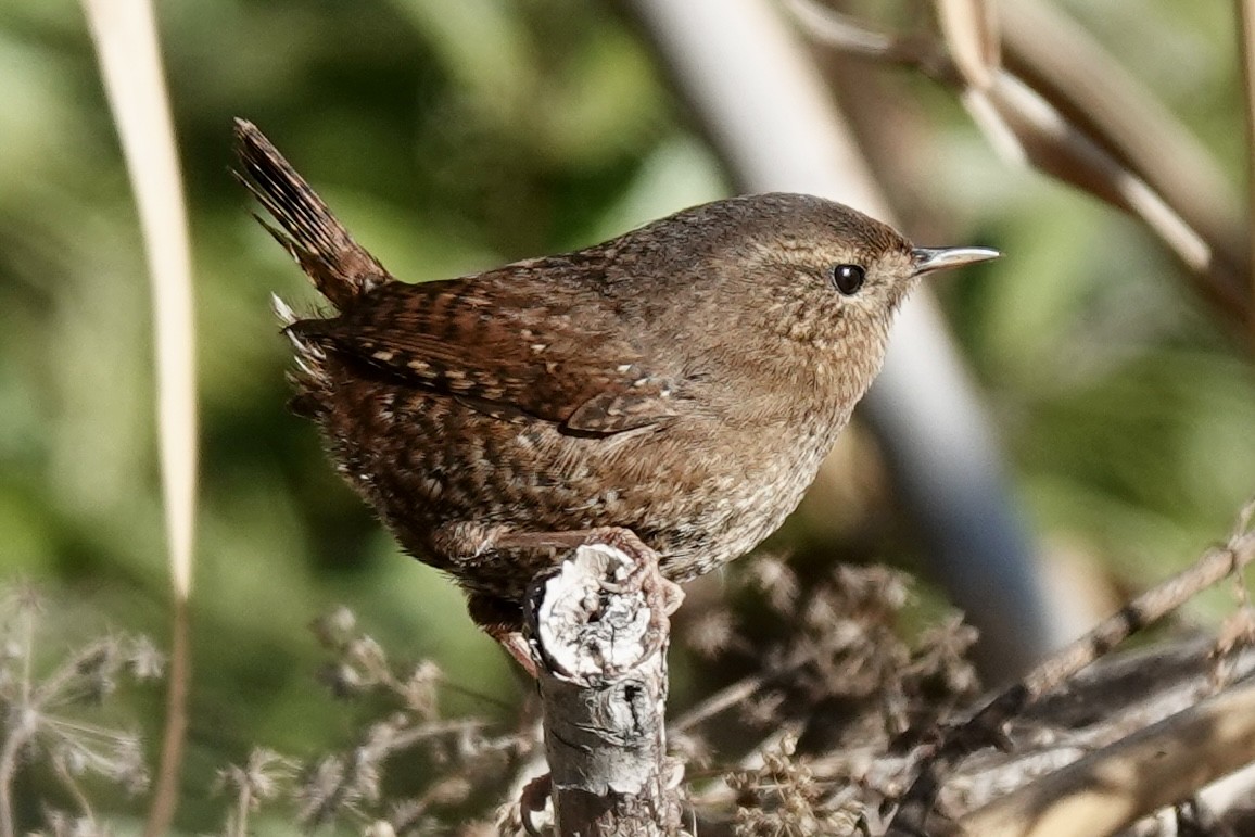 Pacific Wren - ML647021348