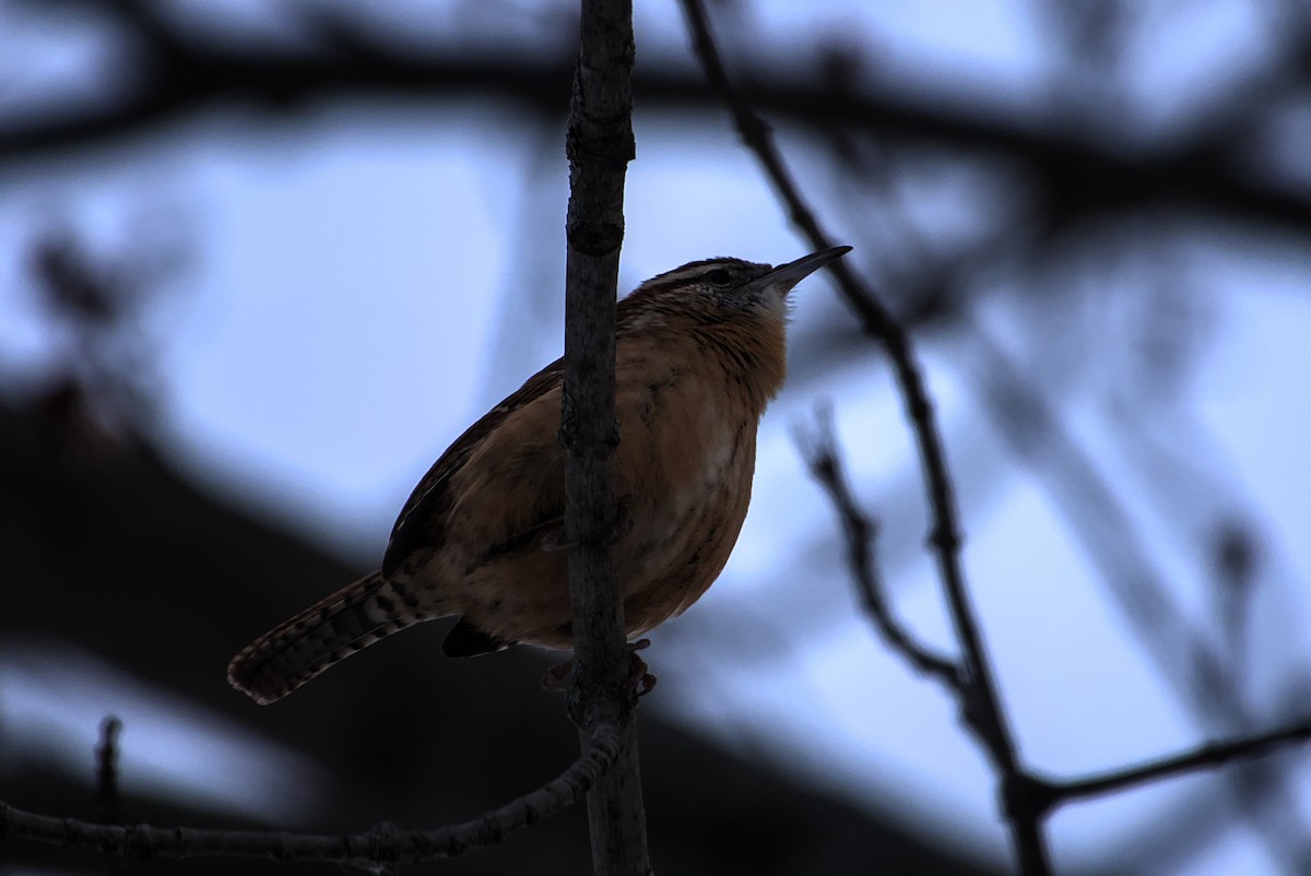 チャバラマユミソサザイ - ML647021349