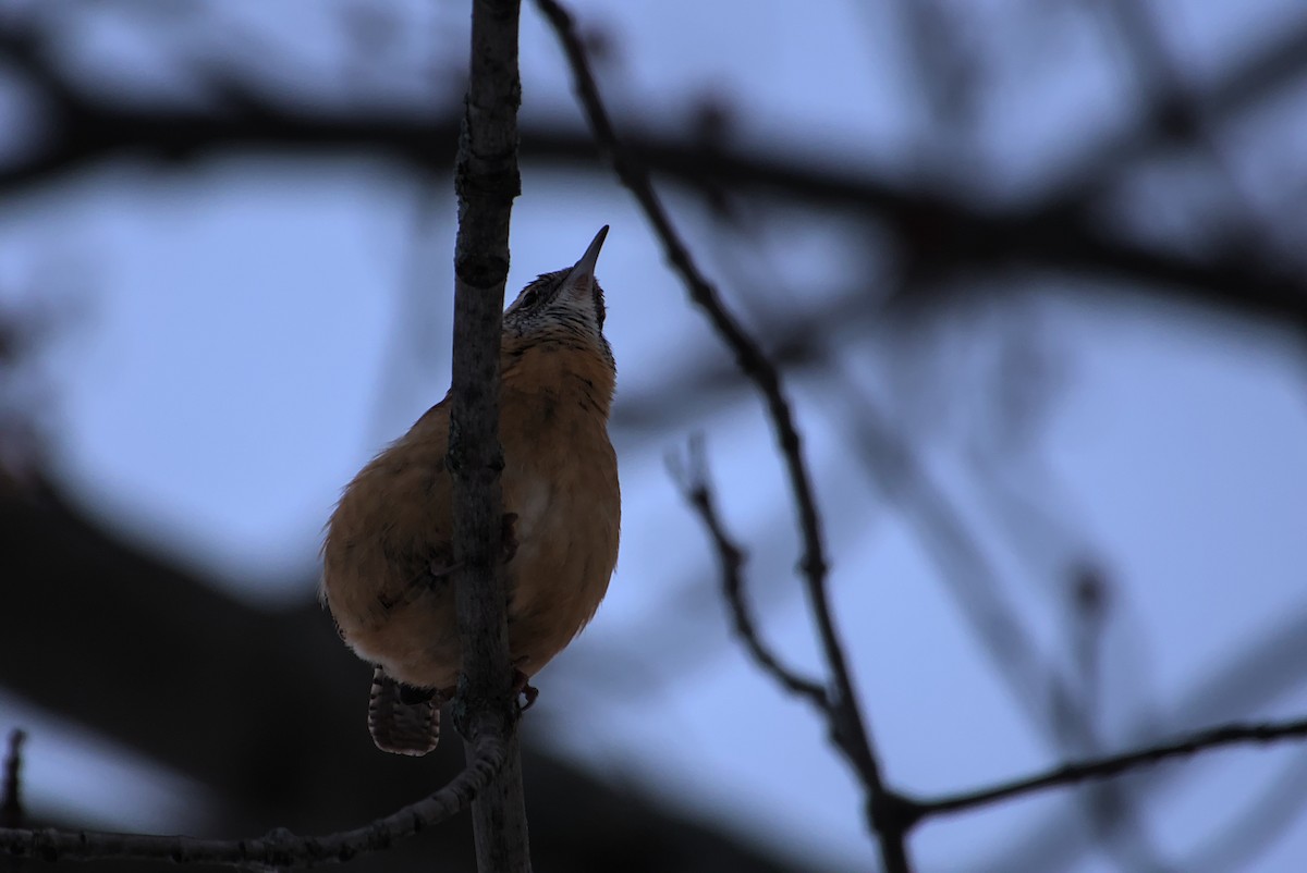 チャバラマユミソサザイ - ML647021351