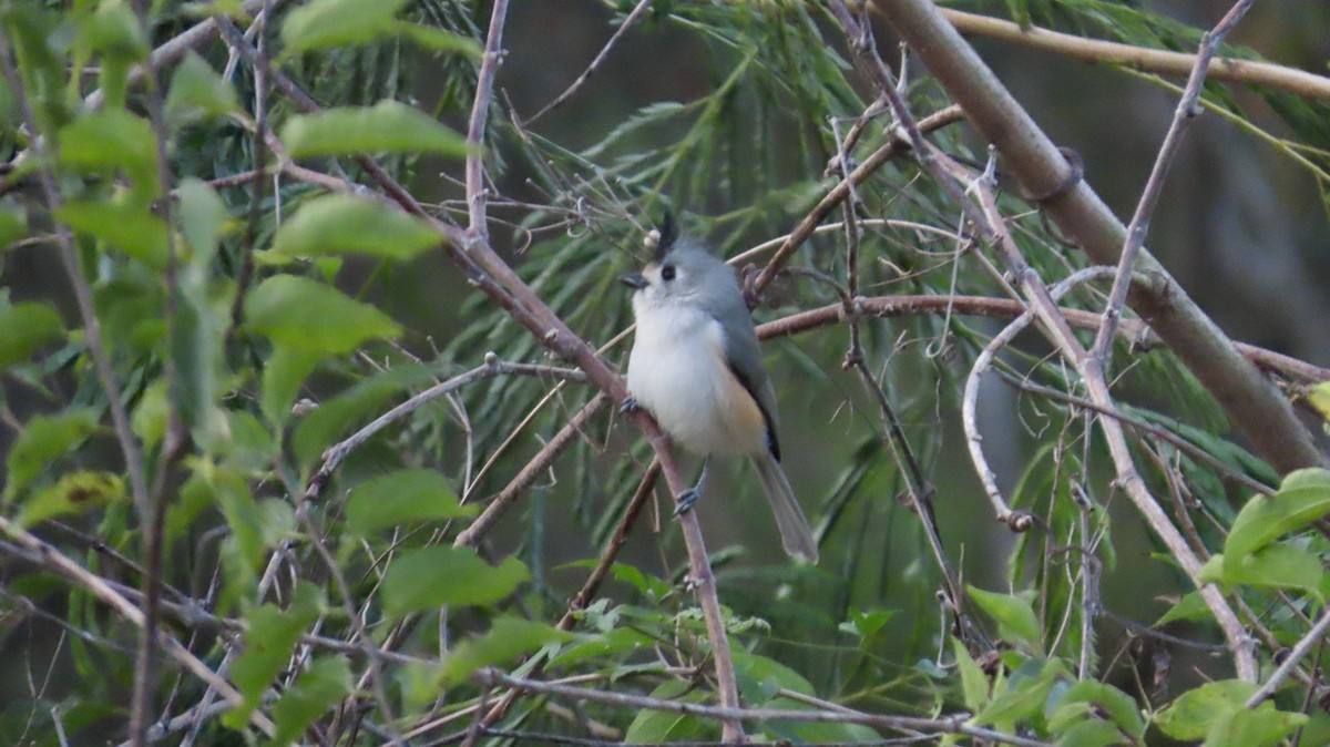 sýkora černochocholatá - ML647021353