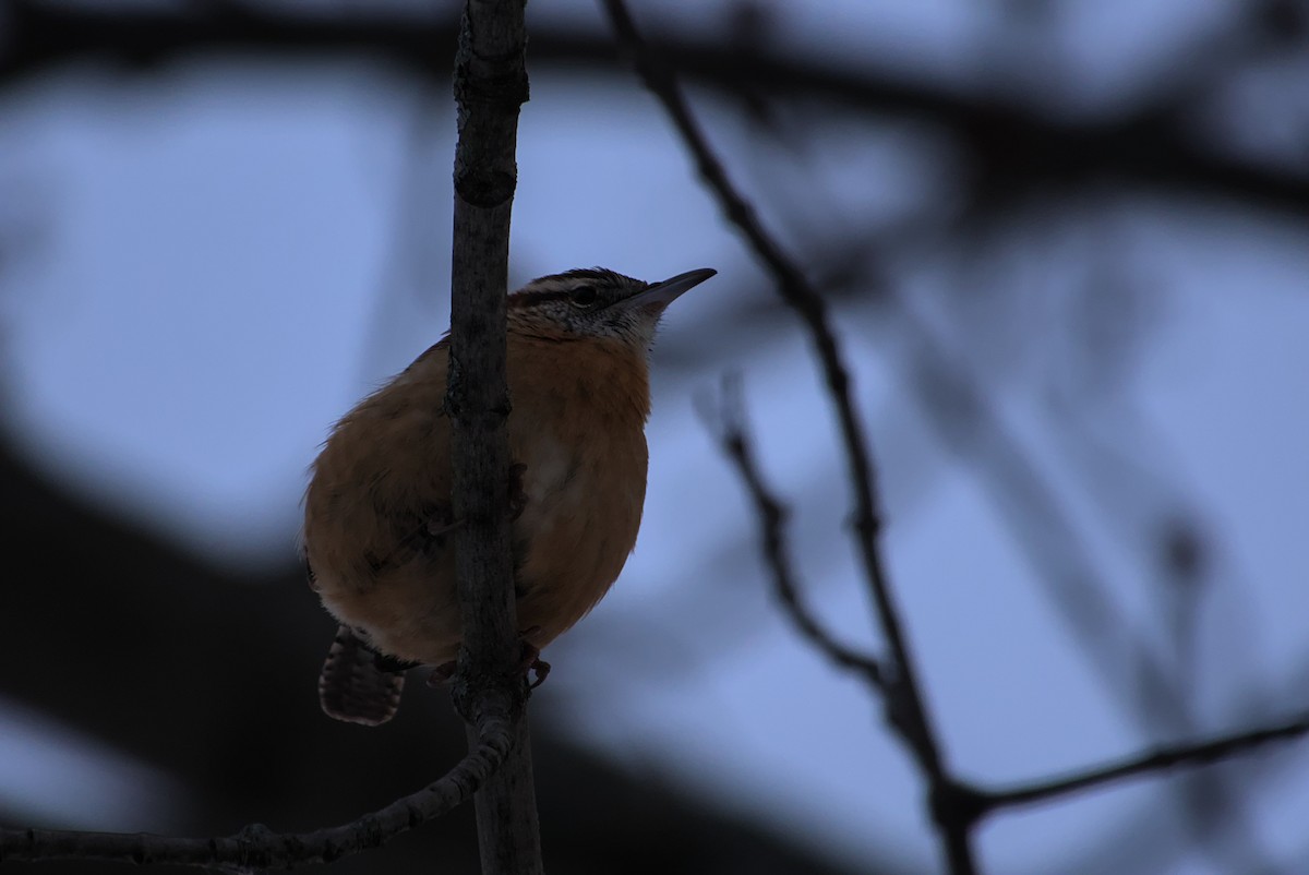 チャバラマユミソサザイ - ML647021355