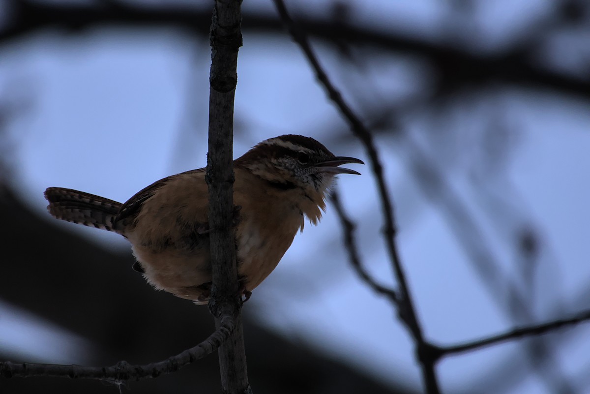 チャバラマユミソサザイ - ML647021357