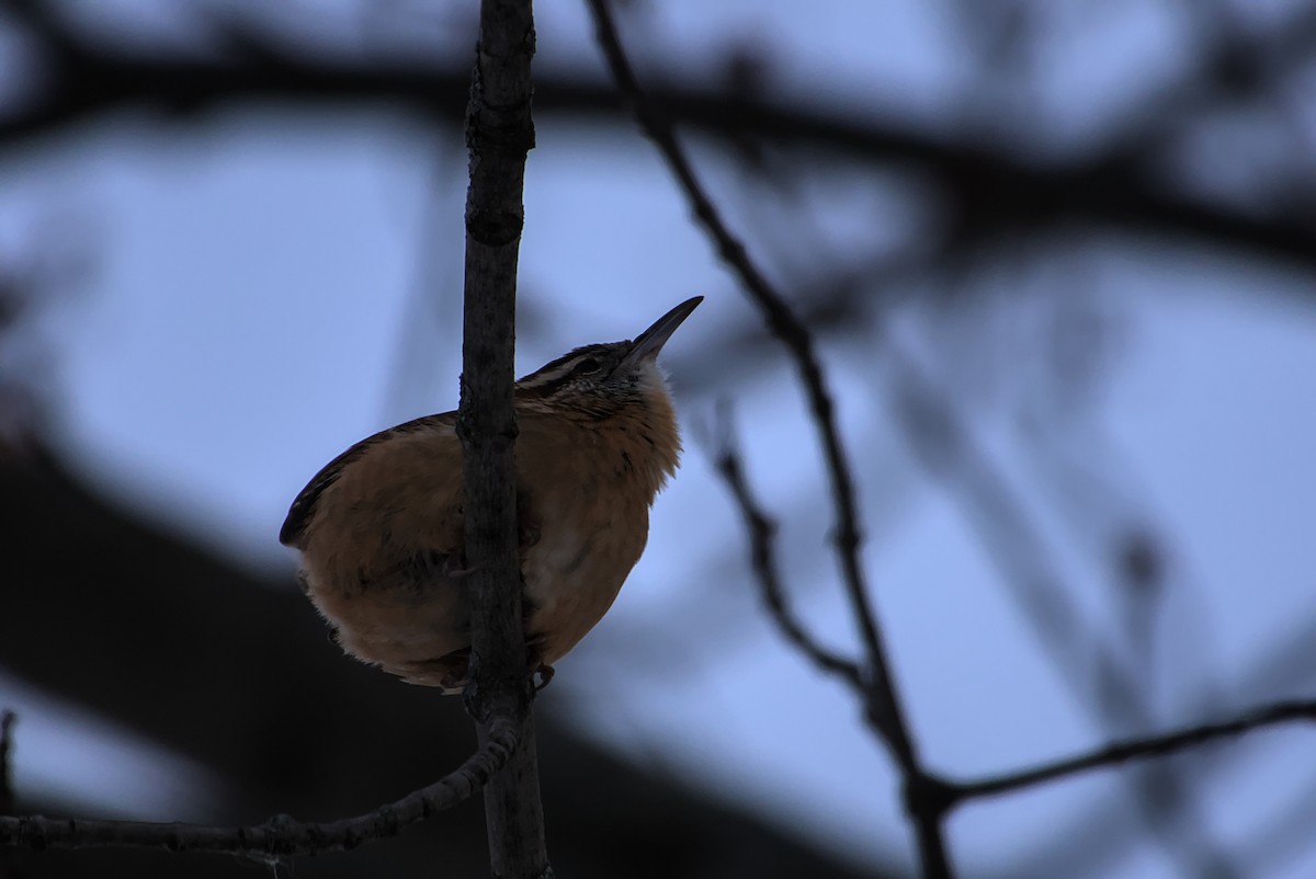 チャバラマユミソサザイ - ML647021360