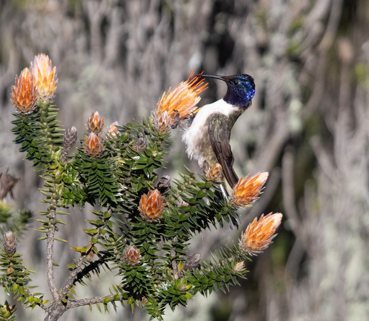 Ecuadorian Hillstar - ML647021363
