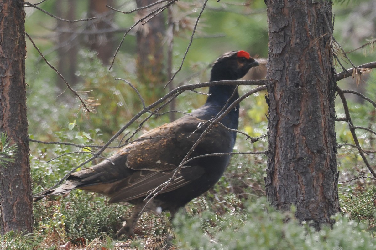クロライチョウ - ML647021367