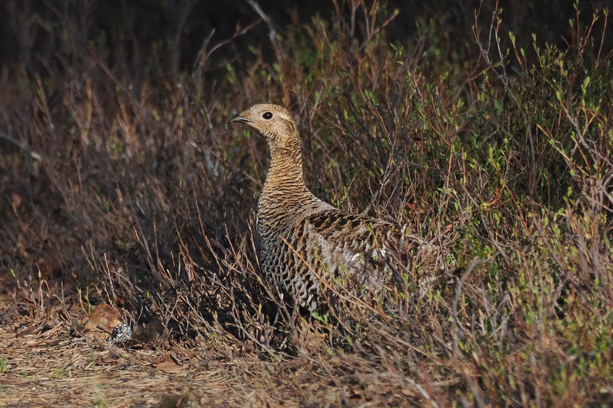クロライチョウ - ML647021368