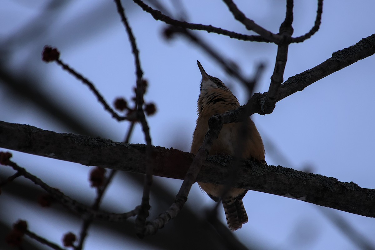 チャバラマユミソサザイ - ML647021370