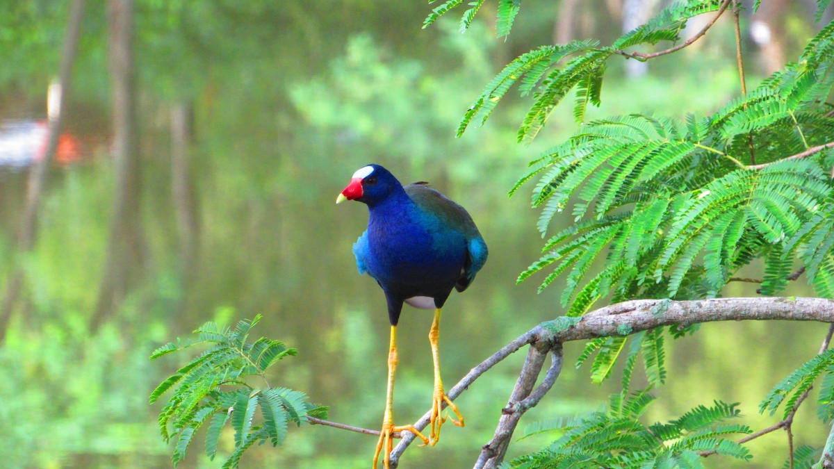 Uroilo urdin amerikarra - ML647021371