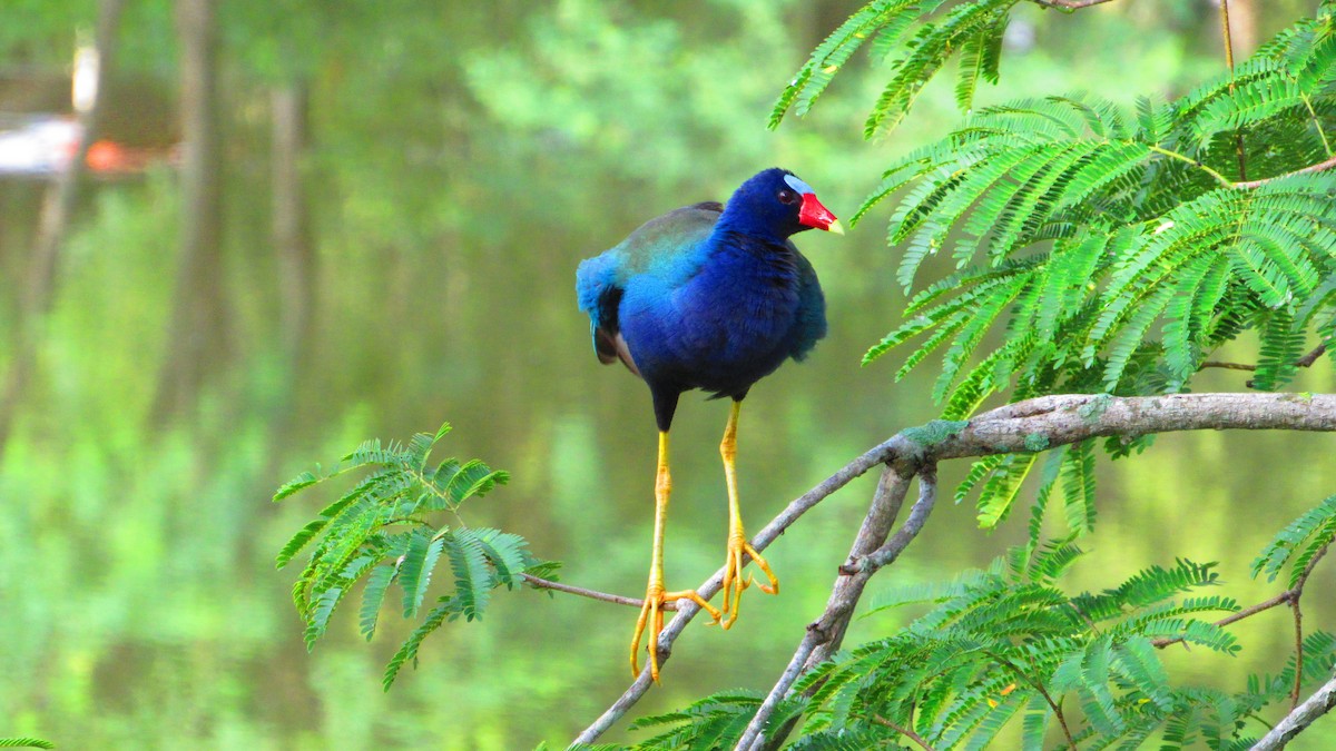 Uroilo urdin amerikarra - ML647021372