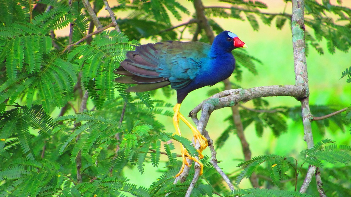 Uroilo urdin amerikarra - ML647021373