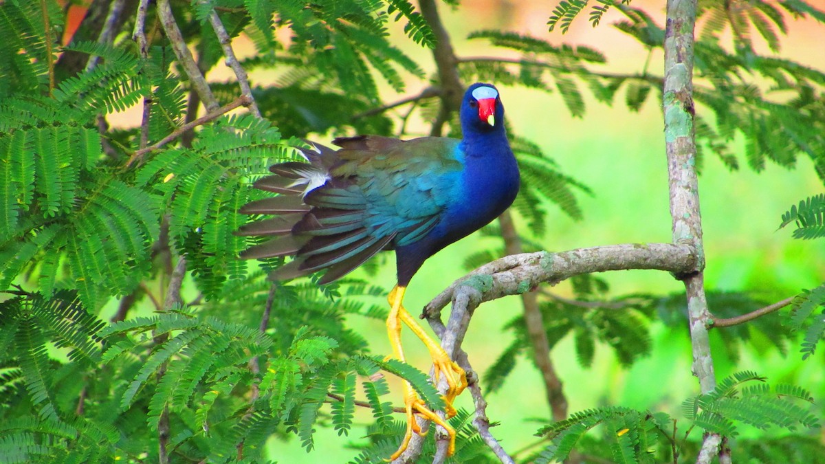 Uroilo urdin amerikarra - ML647021374