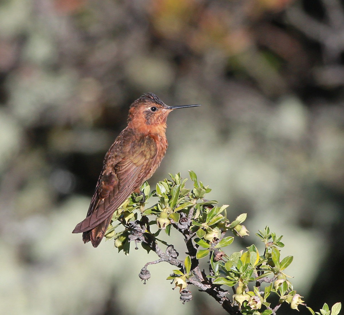 ニジハチドリ - ML647021376