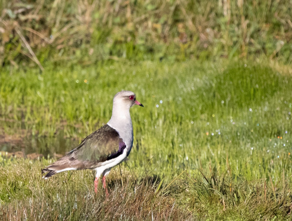 Andean Lapwing - ML647021377