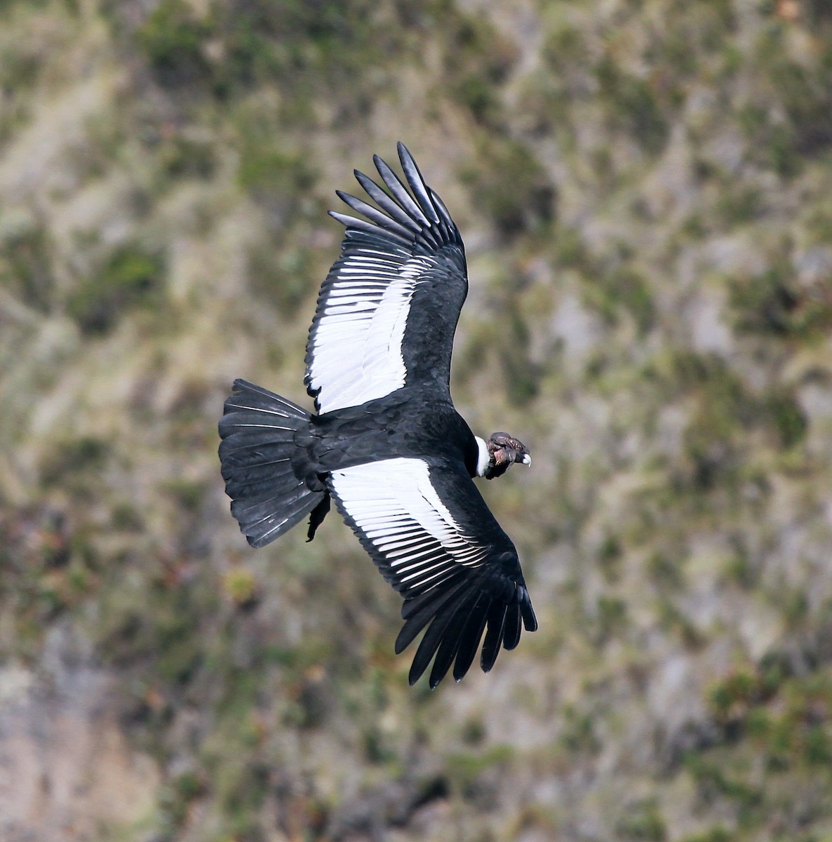 Andean Condor - ML647021379