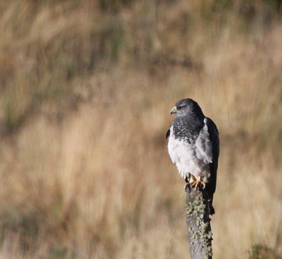 Black-chested Buzzard-Eagle - ML647021386