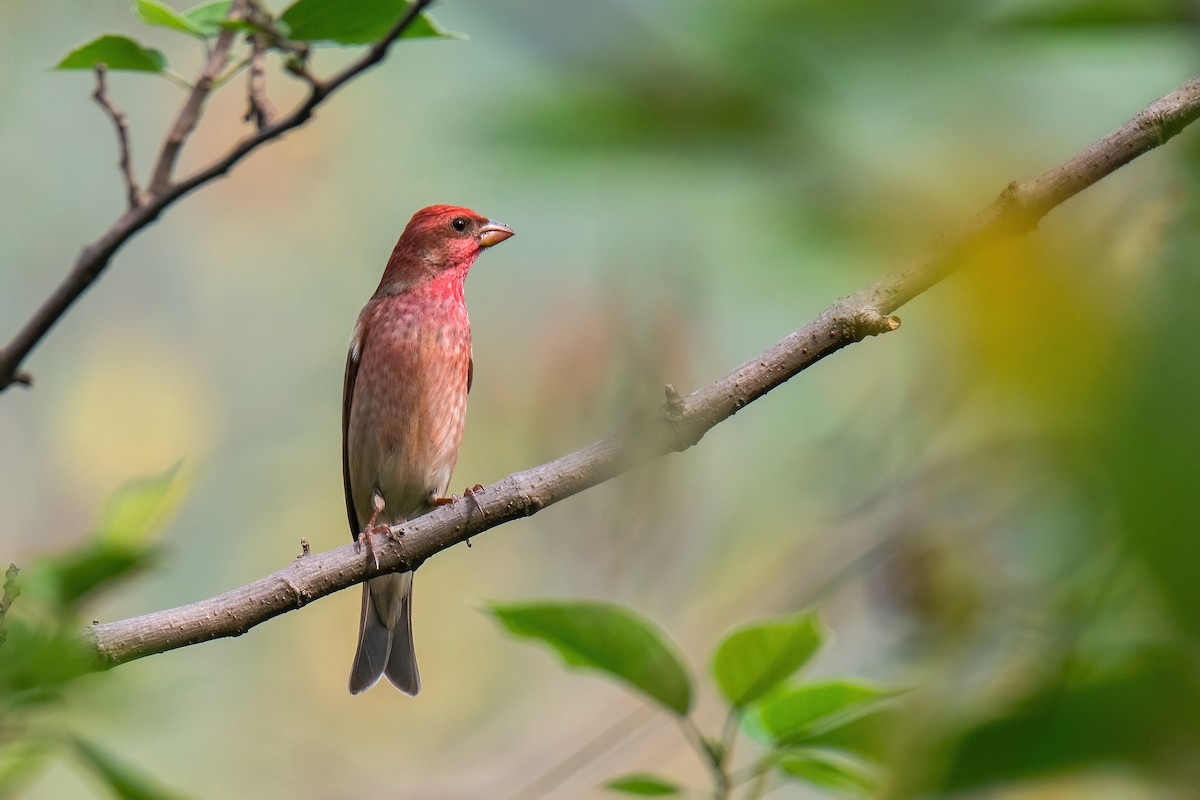 hýl rudý - ML647021391