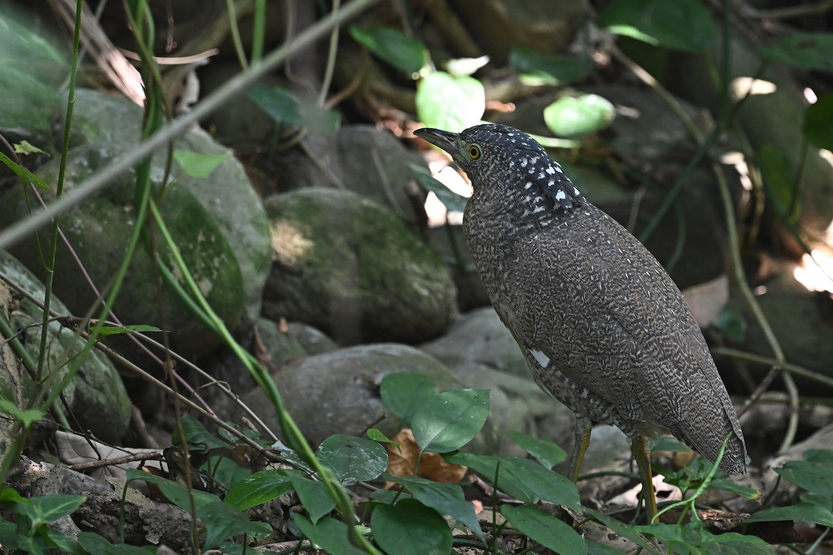 Malay Gece Balıkçılı - ML647021392