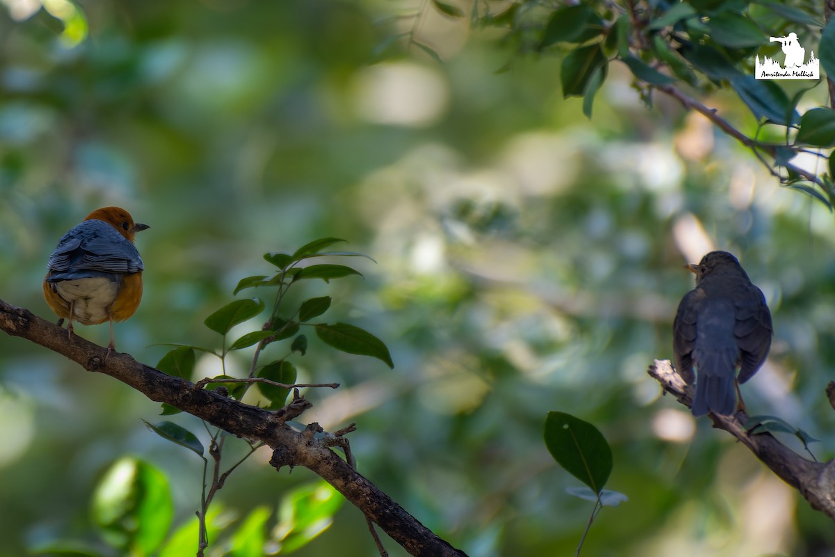 Zozo grisa - ML647021393