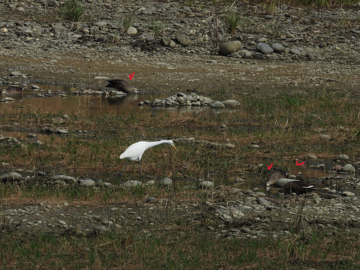 花嘴鴨 - ML647021395