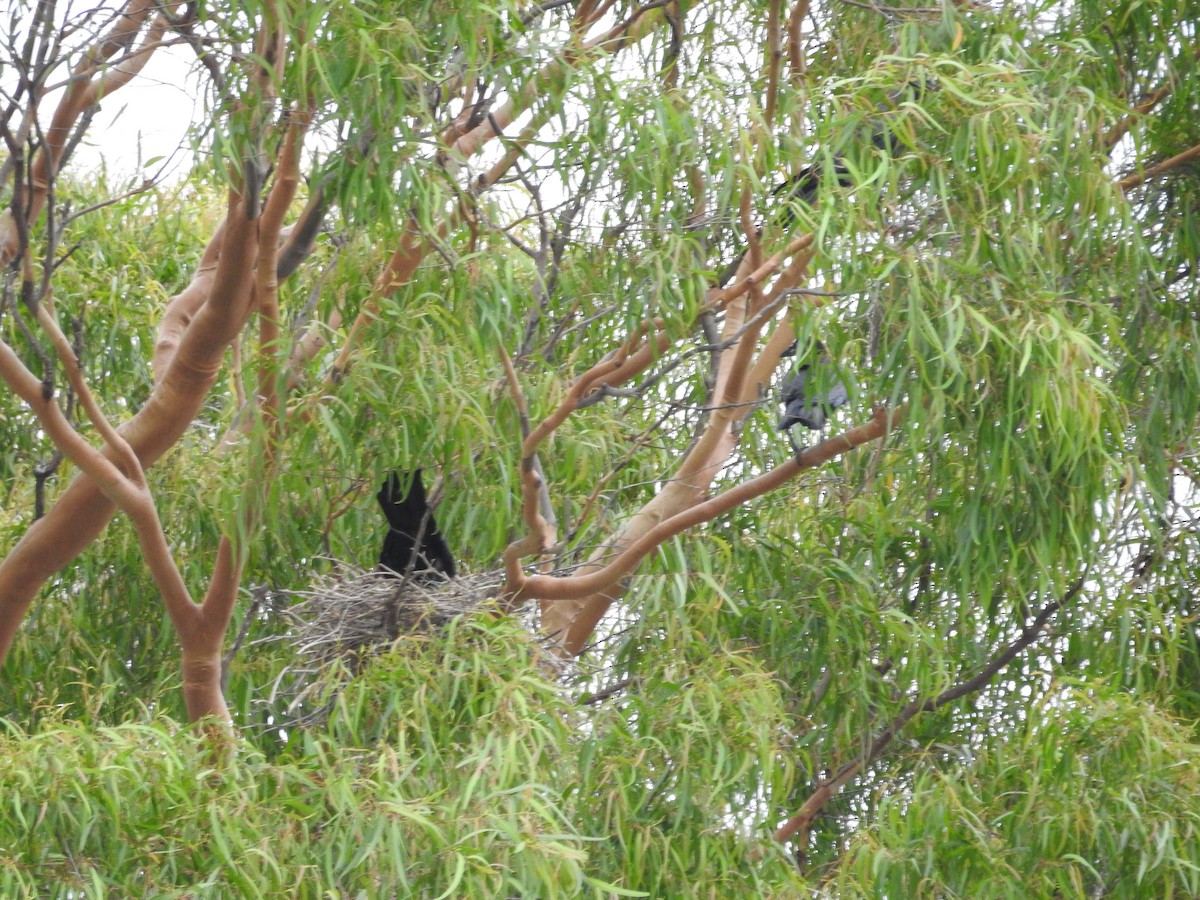 Torresian Crow - ML647021396