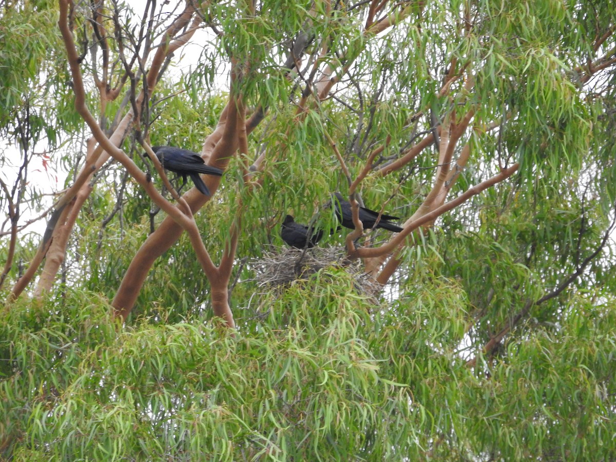 Torresian Crow - ML647021397