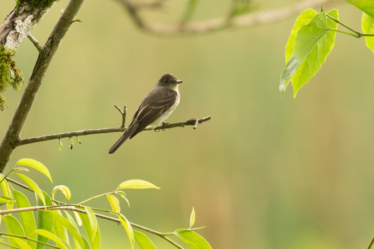 Alder Flycatcher - ML647021400