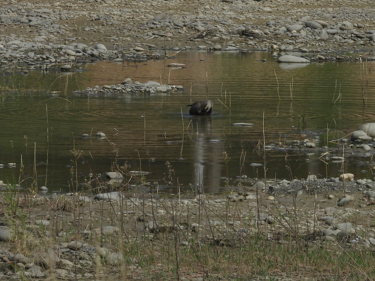 花嘴鴨 - ML647021401