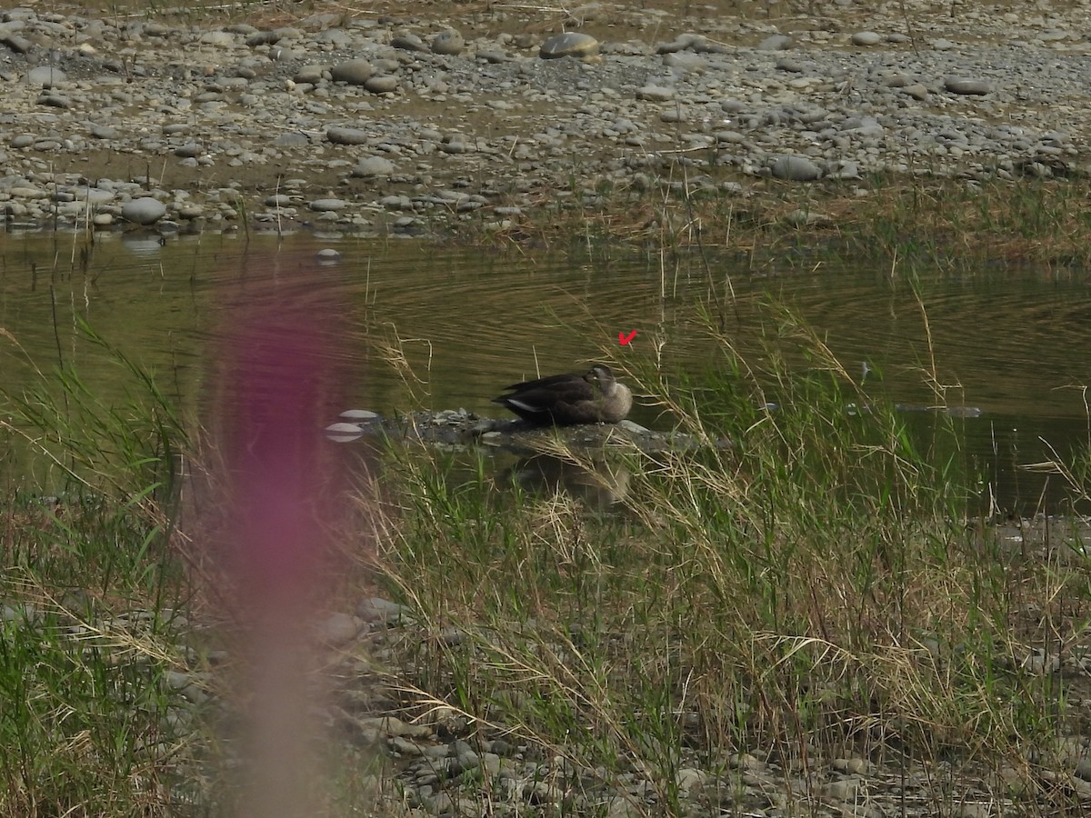 花嘴鴨 - ML647021402