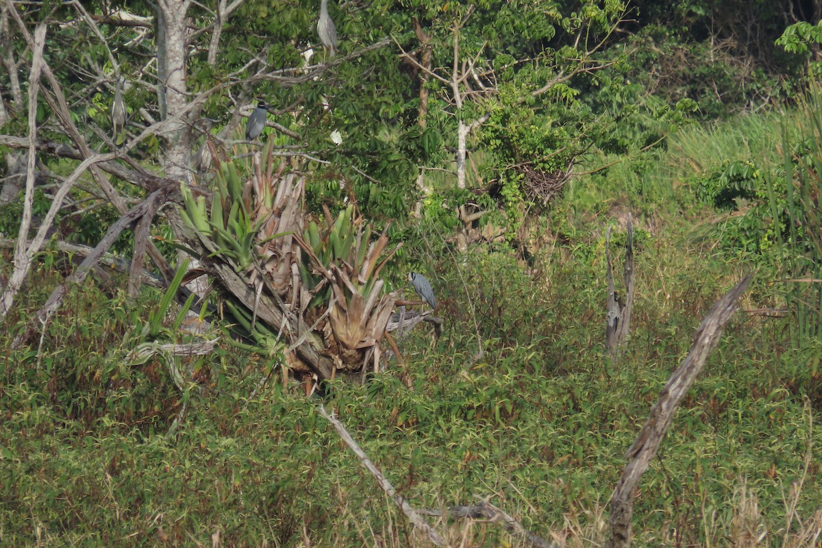 Yellow-crowned Night Heron - ML647021403