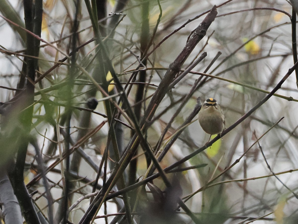 Common Firecrest - ML647021411