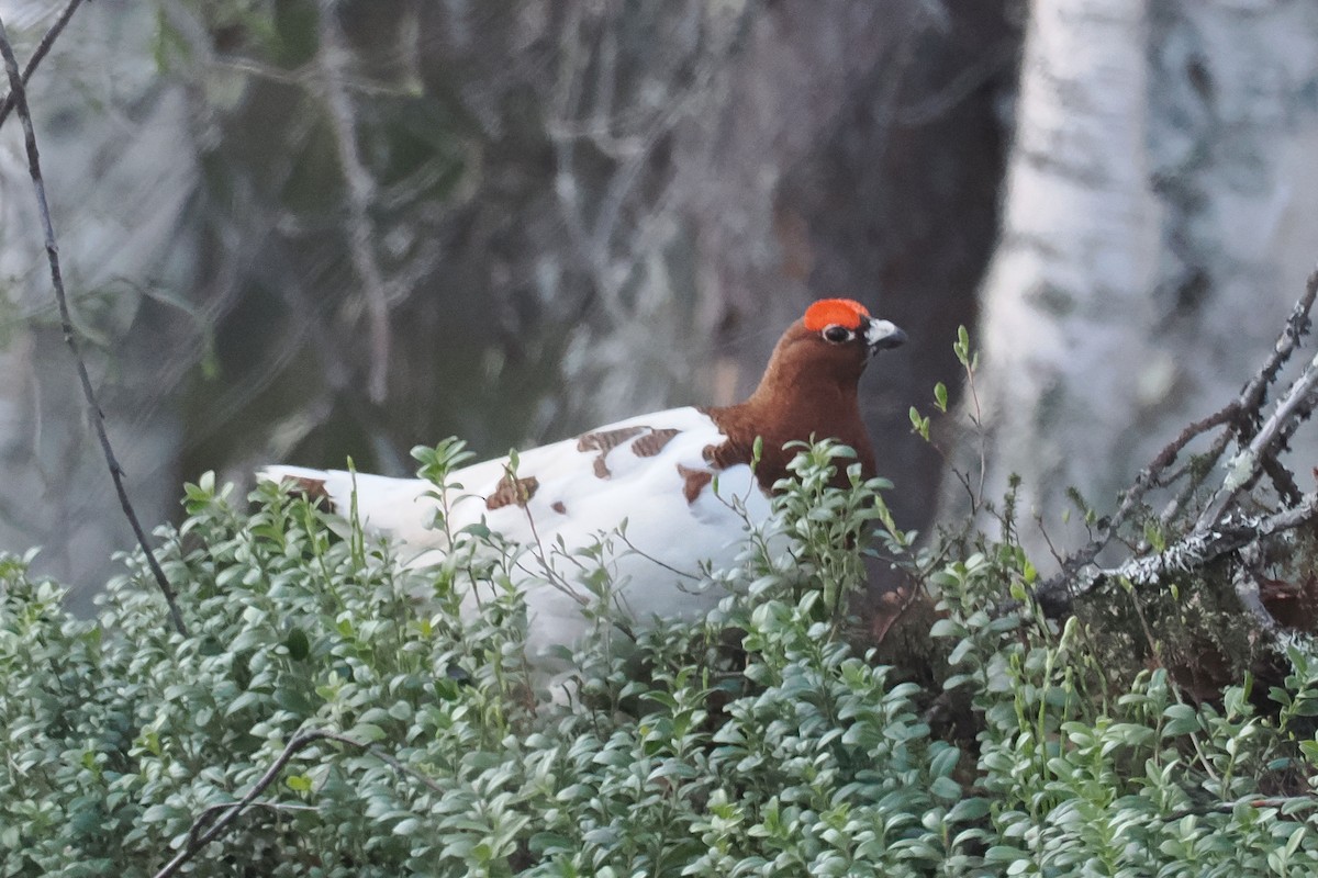 Moorschneehuhn - ML647021416