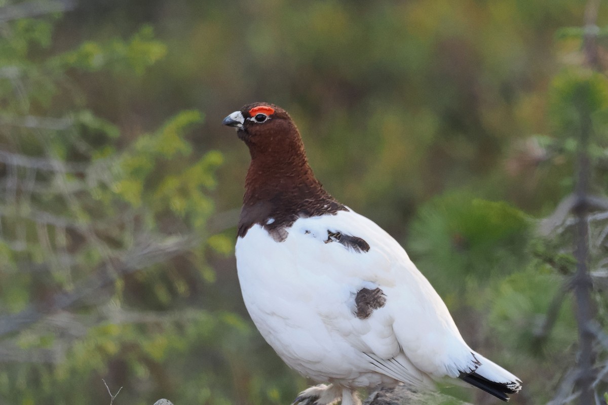 Moorschneehuhn - ML647021417