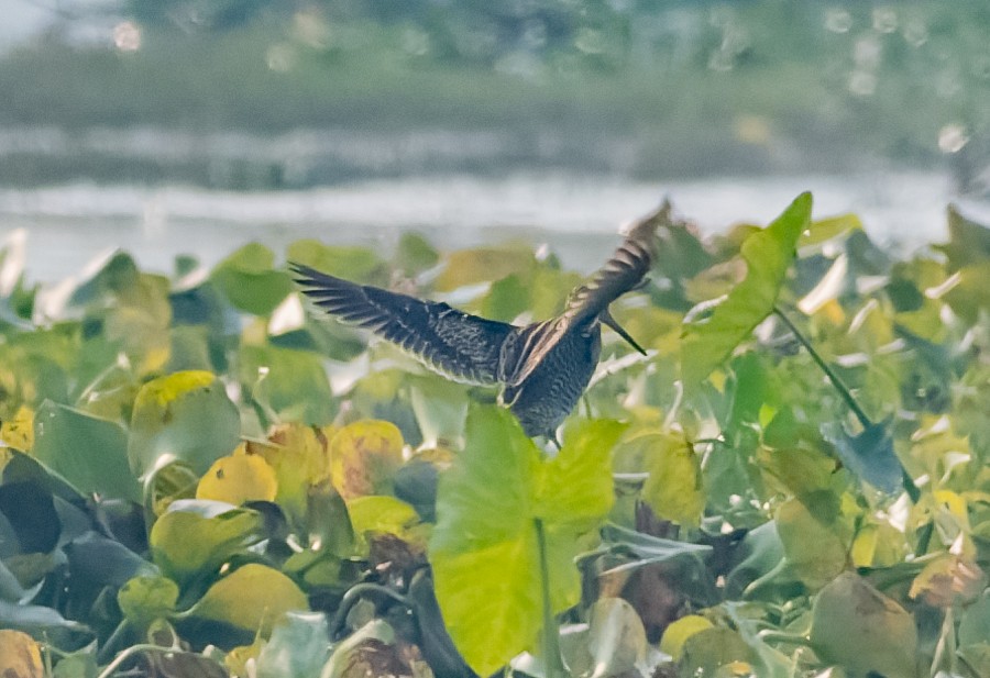 ハリオシギ - ML647021418