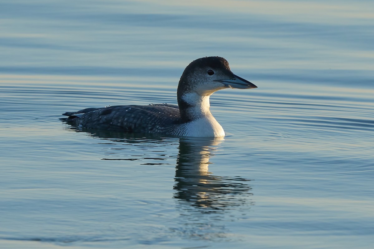 Common Loon - ML647021419