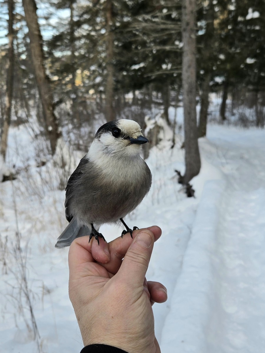 gråskrike - ML647021424