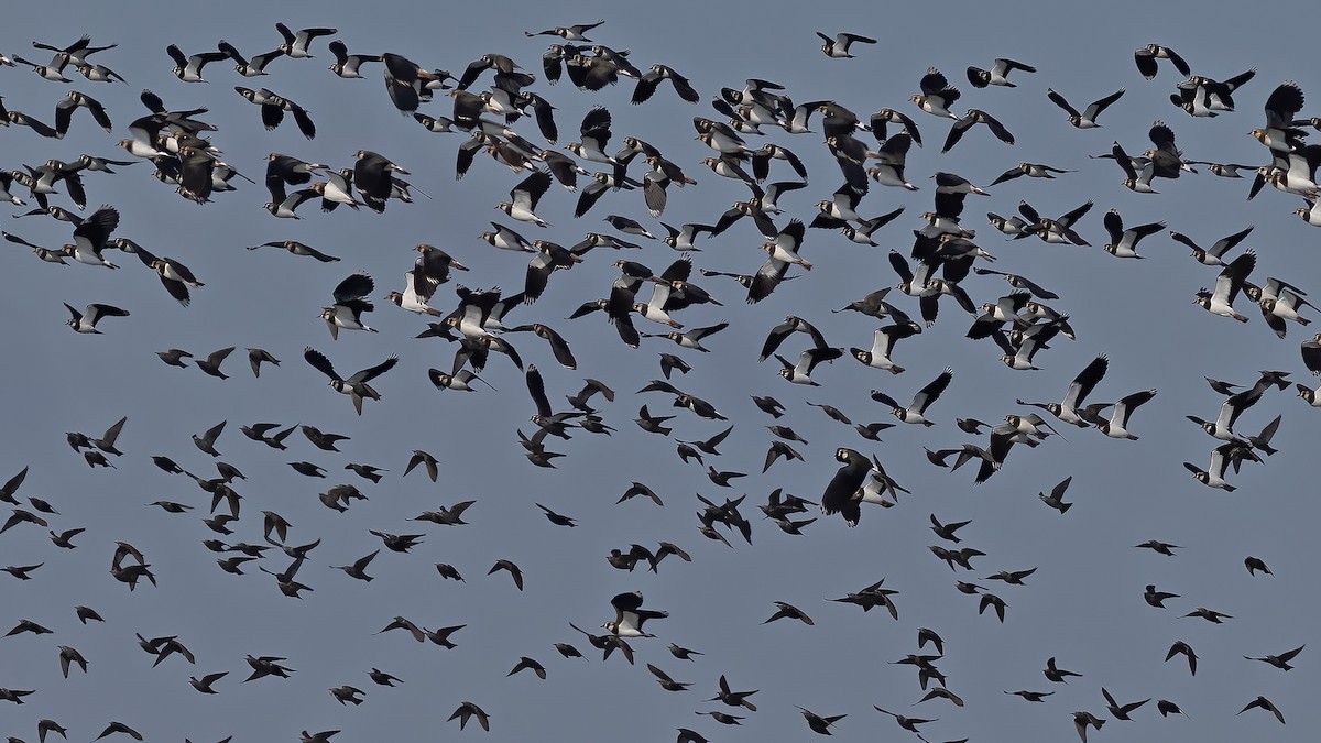 小辮鴴 - ML647021426