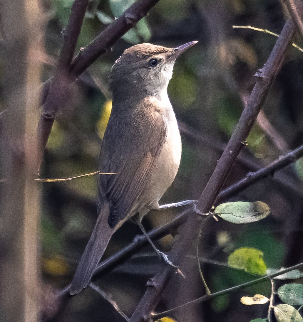 布氏葦鶯 - ML647021428