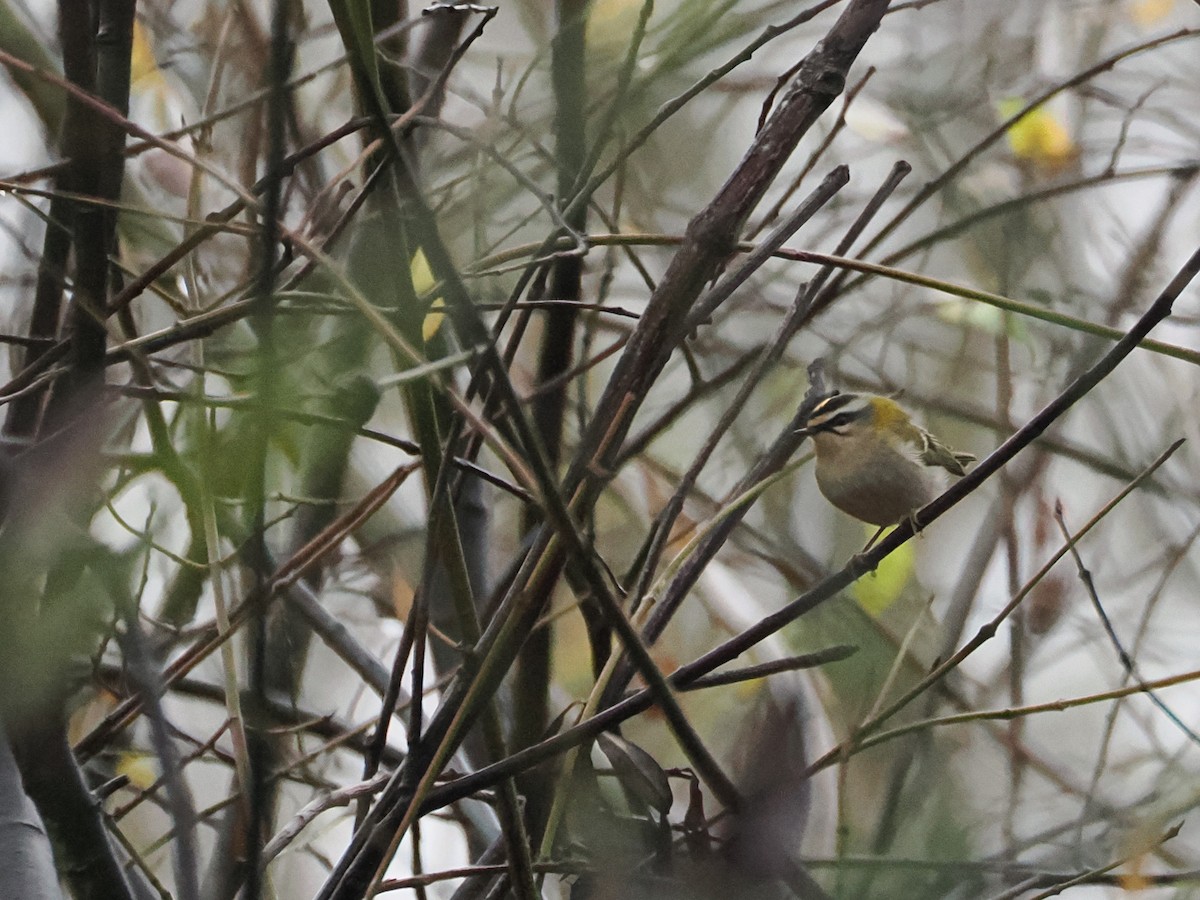 Common Firecrest - ML647021429