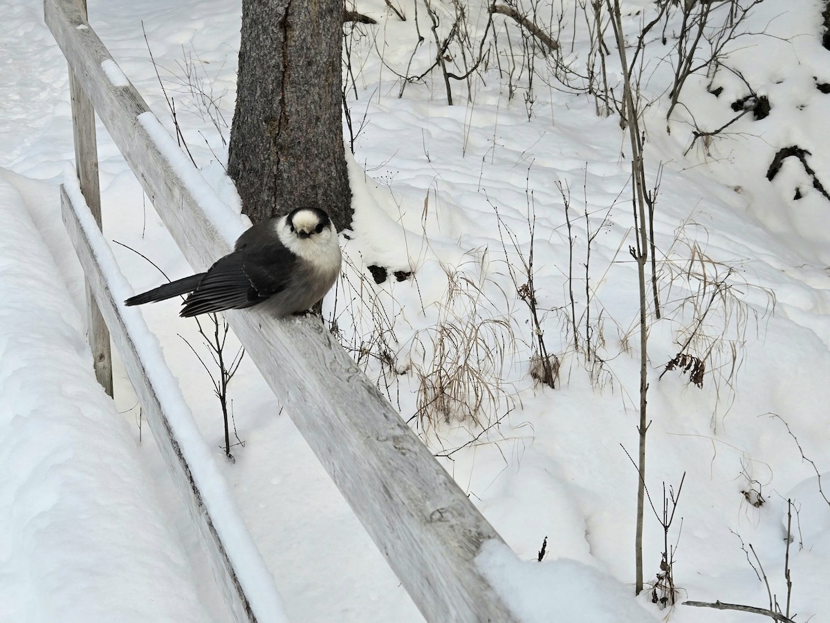 gråskrike - ML647021431