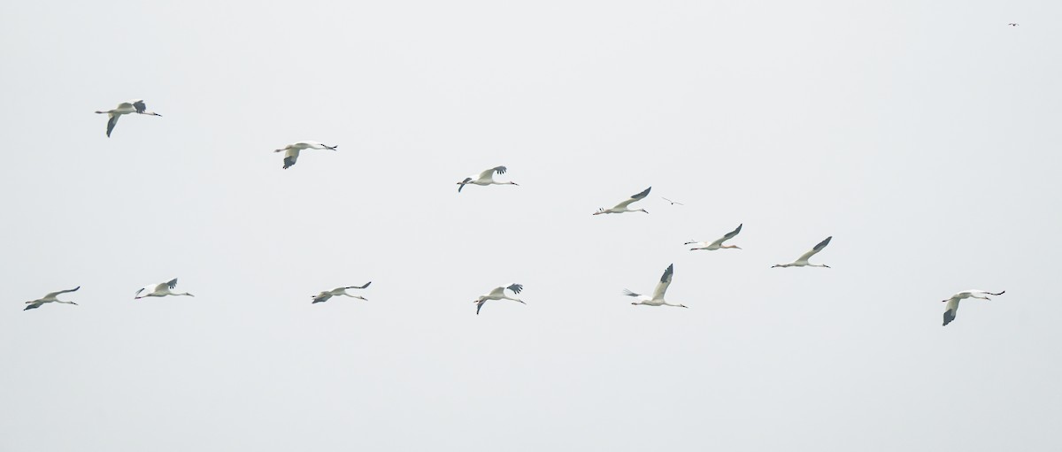 ソデグロヅル - ML647021432