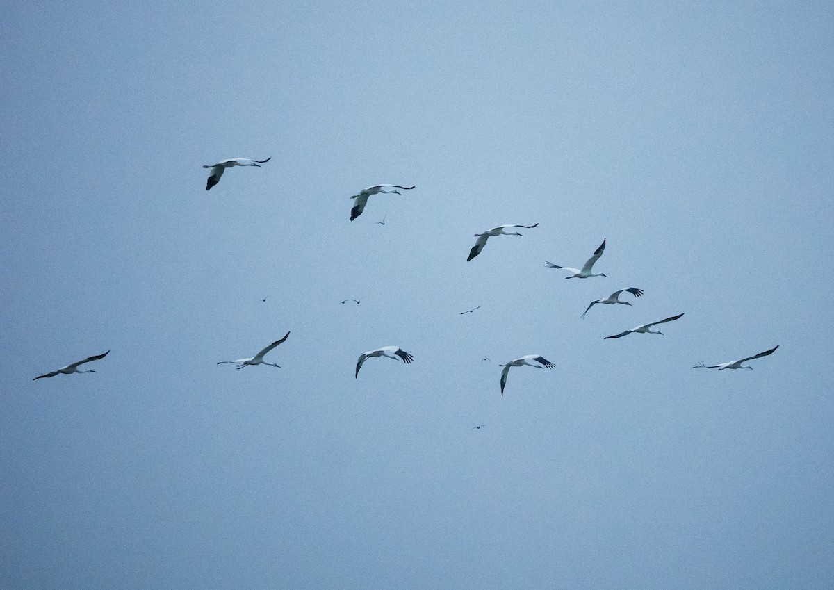 ソデグロヅル - ML647021433