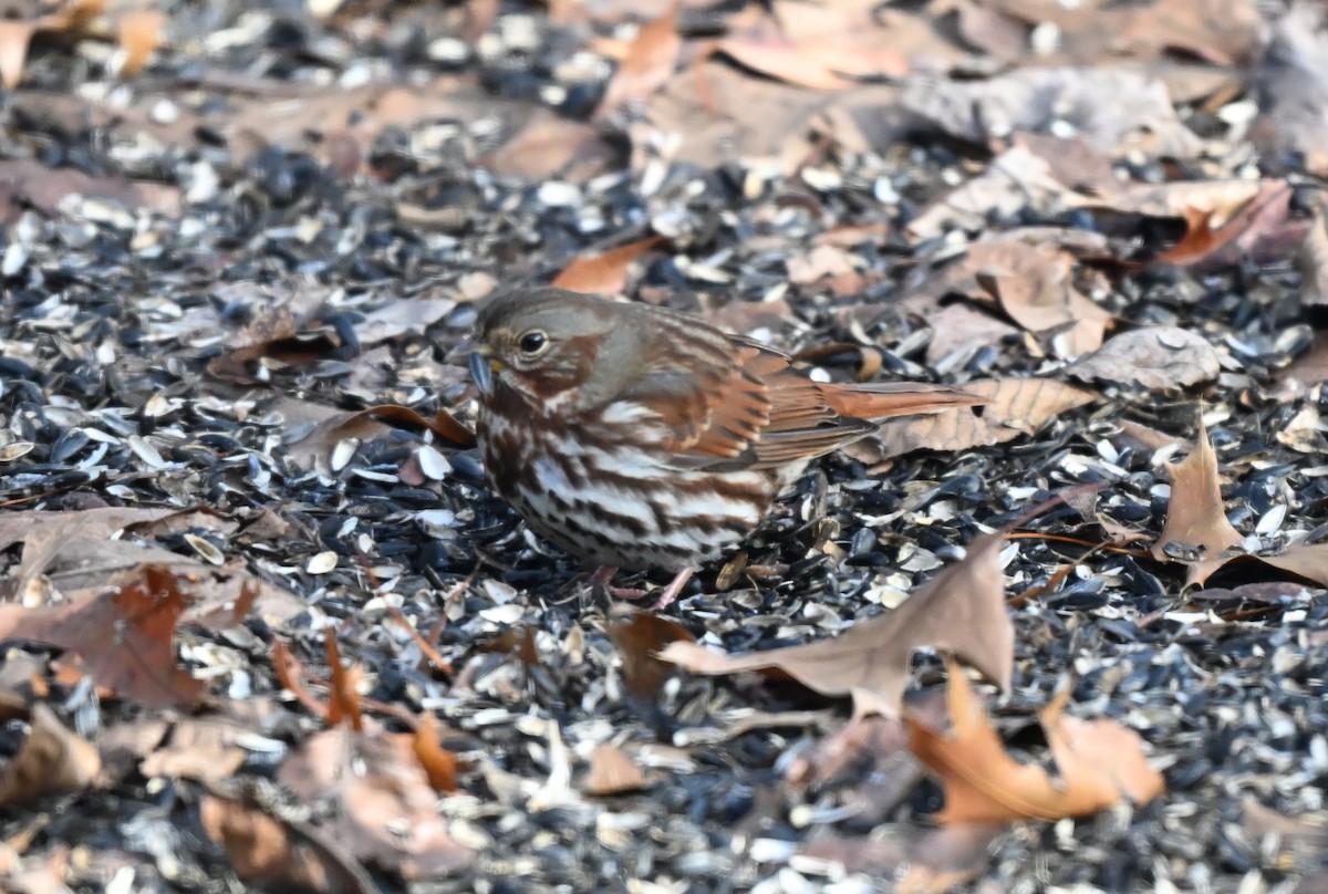 Fox Sparrow - ML647021435