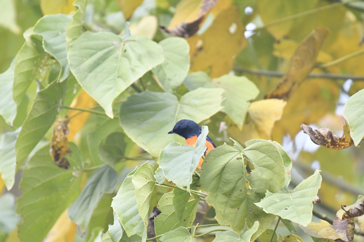 Rufous-bellied Niltava - ML647021436